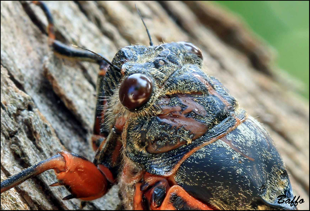 Tibicina haematodes dalla Croazia